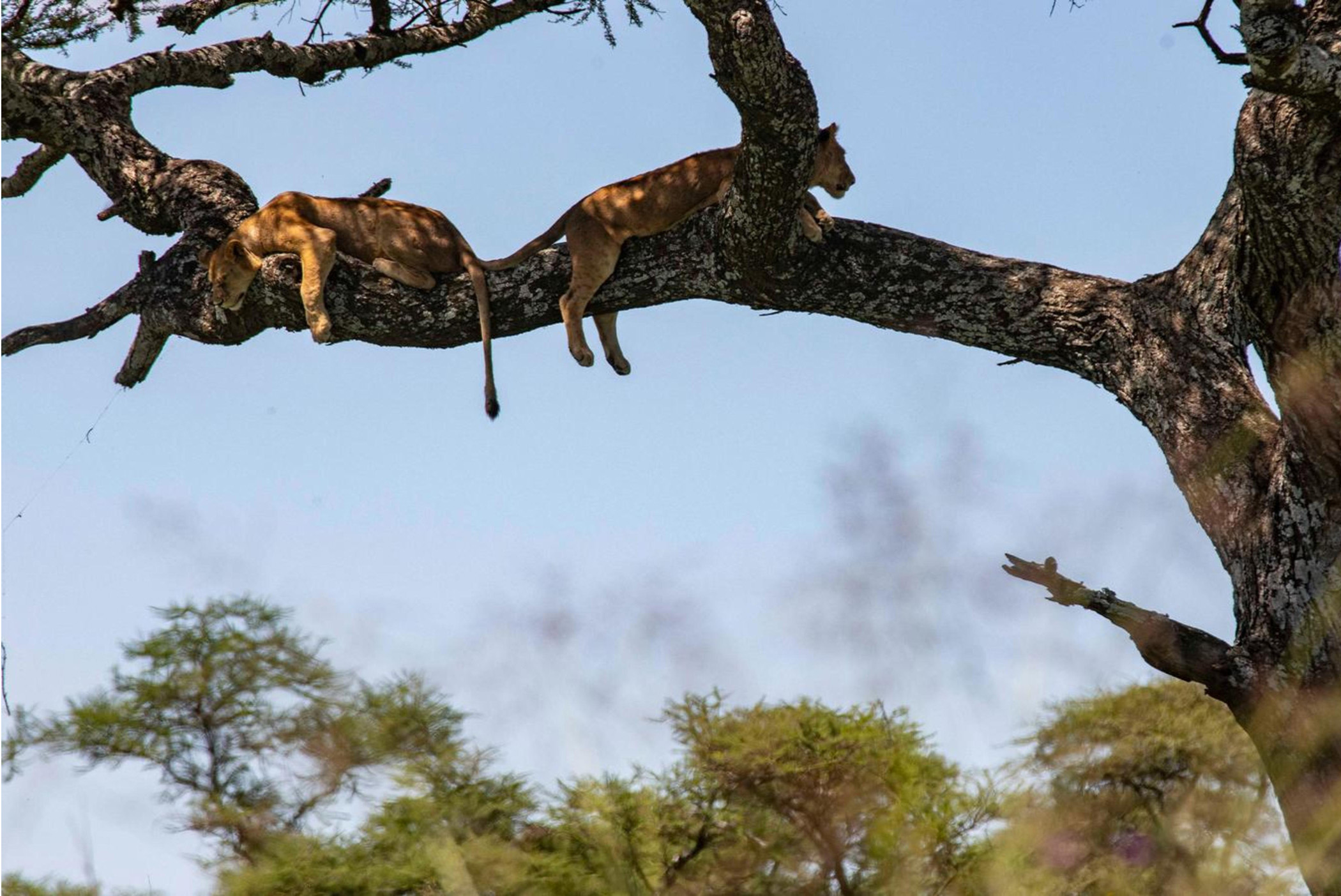 Image is not available